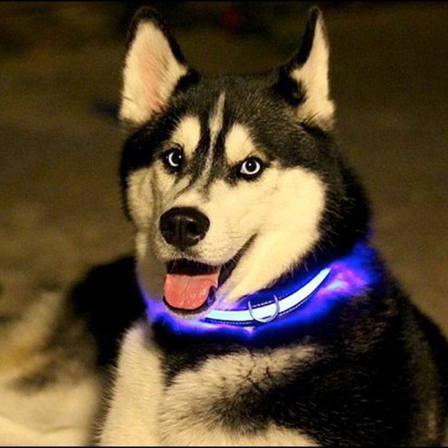 Oplaadbare honden halsband met led verlichting - veilig in het verkeer met uw hond - usb oplaadbaar en waterproof- makkelijk uw hond volgen in het donker