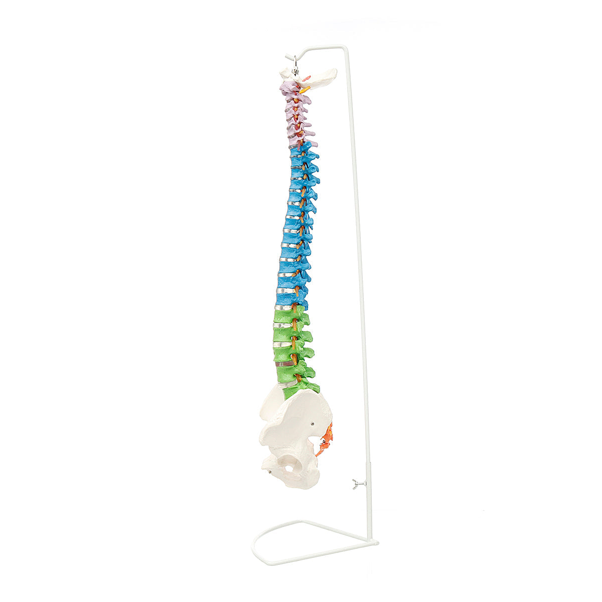 85 cm levensgrote gekleurde flexibele wervelkolom anatomisch model menselijke wervelkolom met dijbeen bekken zenuwen vloerstandaard anatomiemodel mal