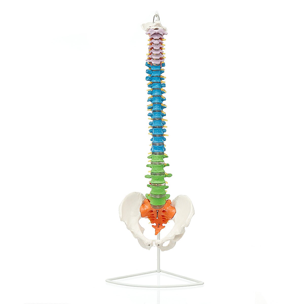 85 cm levensgrote gekleurde flexibele wervelkolom anatomisch model menselijke wervelkolom met dijbeen bekken zenuwen vloerstandaard anatomiemodel mal