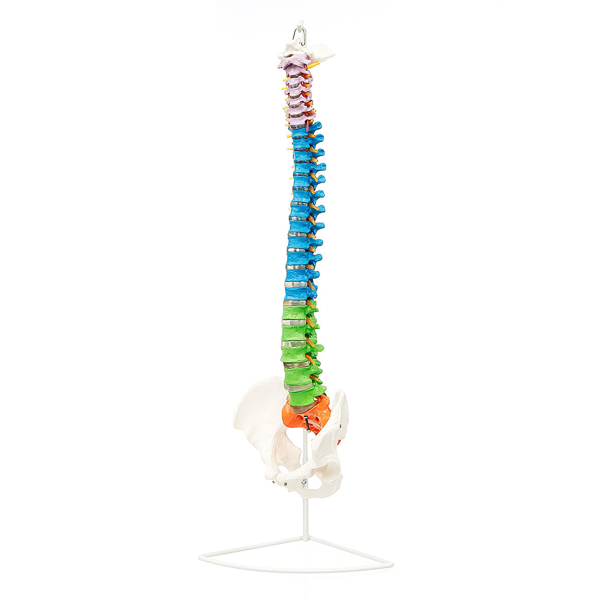 85 cm levensgrote gekleurde flexibele wervelkolom anatomisch model menselijke wervelkolom met dijbeen bekken zenuwen vloerstandaard anatomiemodel mal