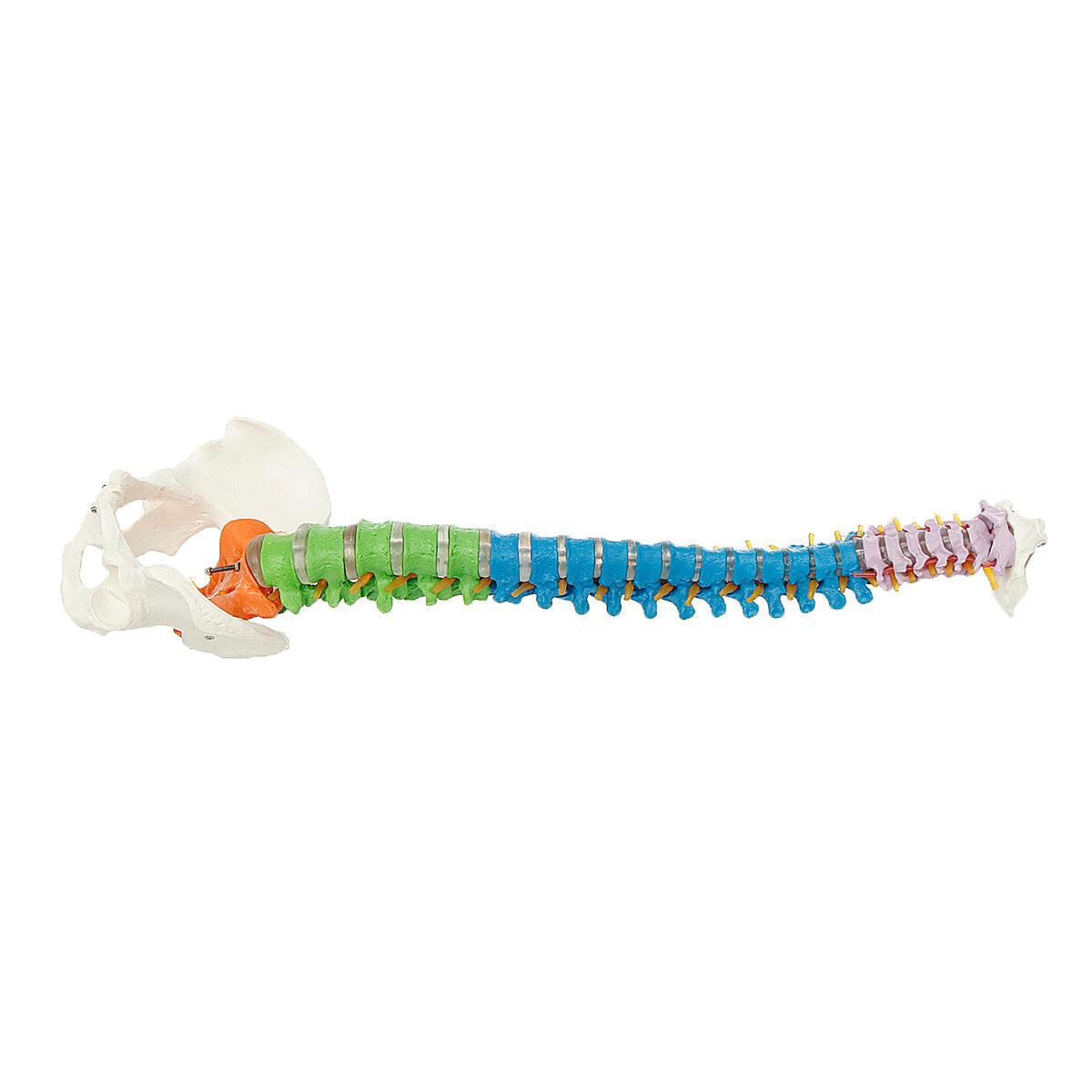 85 cm levensgrote gekleurde flexibele wervelkolom anatomisch model menselijke wervelkolom met dijbeen bekken zenuwen vloerstandaard anatomiemodel mal