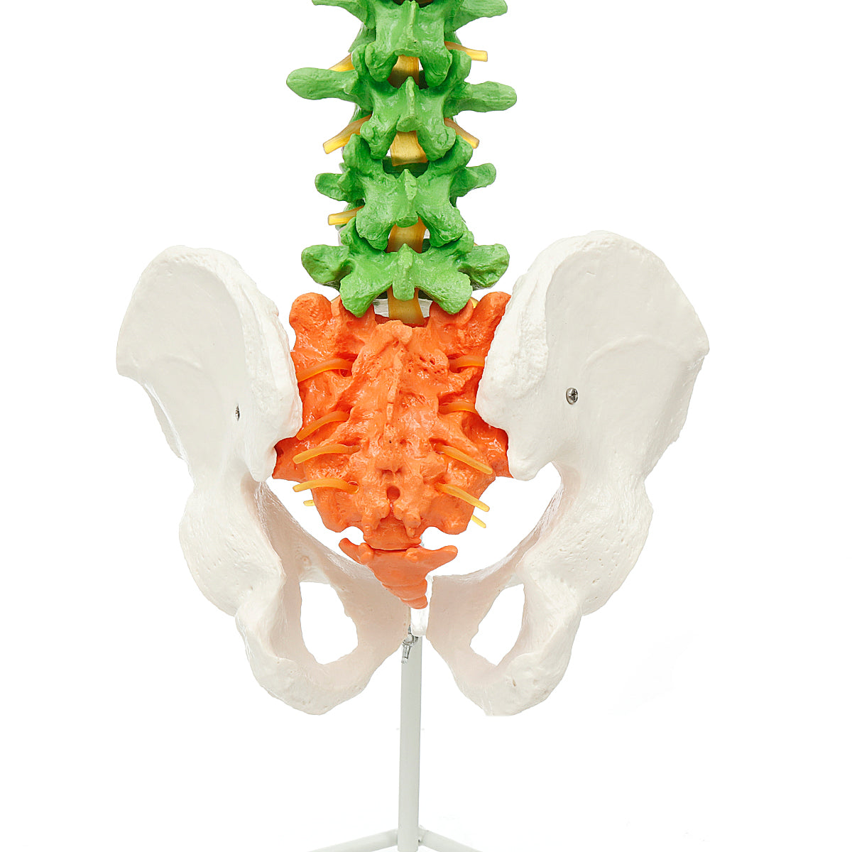 85 cm levensgrote gekleurde flexibele wervelkolom anatomisch model menselijke wervelkolom met dijbeen bekken zenuwen vloerstandaard anatomiemodel mal