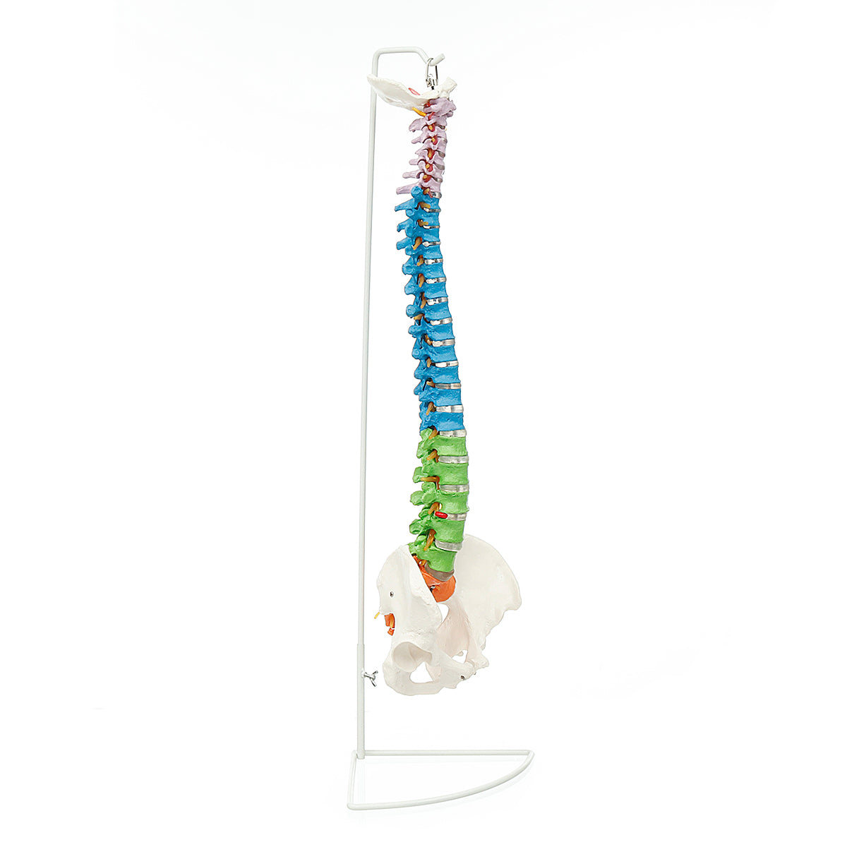 85 cm levensgrote gekleurde flexibele wervelkolom anatomisch model menselijke wervelkolom met dijbeen bekken zenuwen vloerstandaard anatomiemodel mal